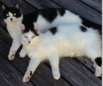 Cats